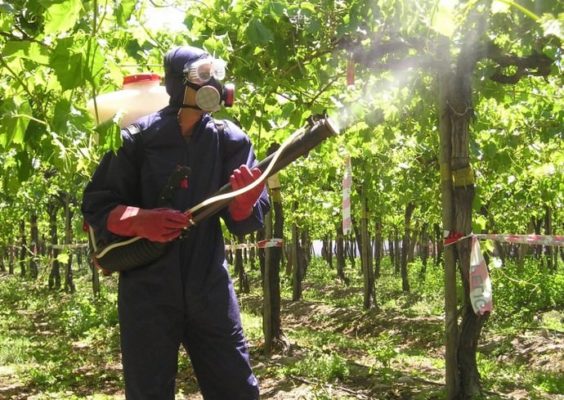 Медный купорос — простое и эффективное средство для профилактической обработки виноградника