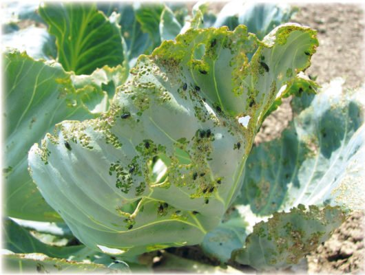 Посадка и выращивание савойской капусты: практические рекомендации