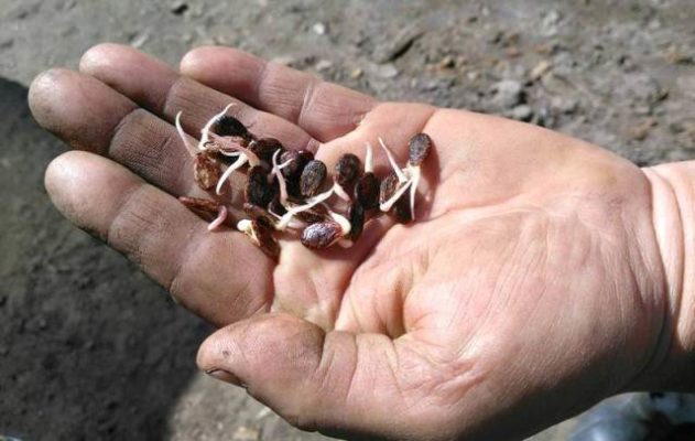 Особенности выращивания арбузов в Сибири