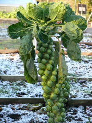 Советы по выращиванию и уходу за брюссельской капустой