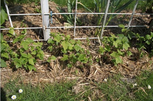 Способы выращивания красной смородины, ее плюсы и минусы