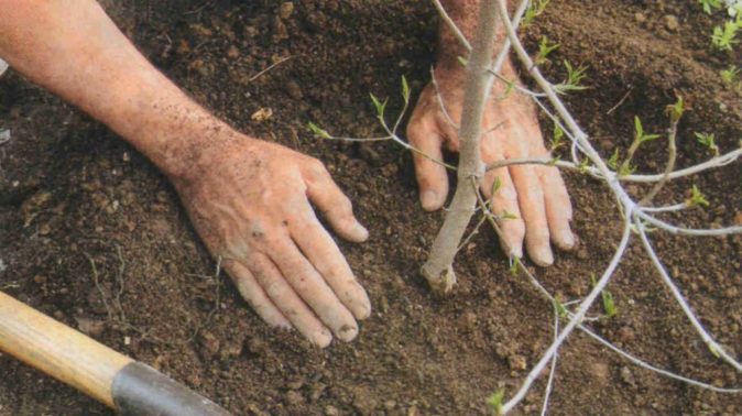 Как выращивать вишню сорта Реюньон: описание и советы по посадке
