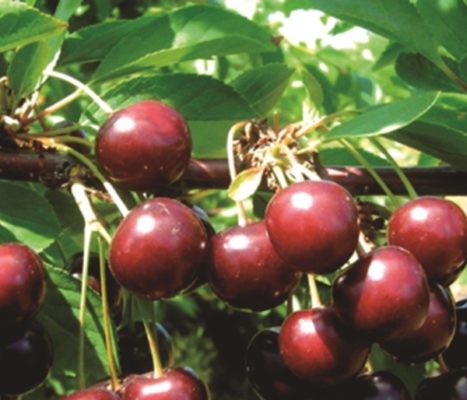 Самоплодные сорта вишни: обзор сортов, испытанных для разных регионов