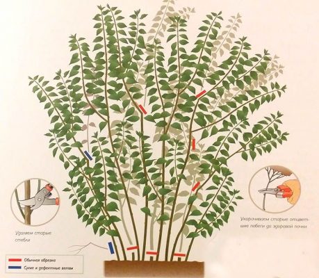 Жасмин садовый: правила посадки и выращивания