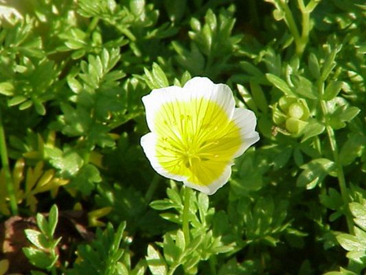 Лимнантес - цветок яичницы в вашем саду