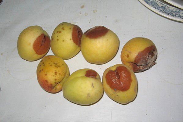 Хабаровский абрикос – как посадить и вырастить
