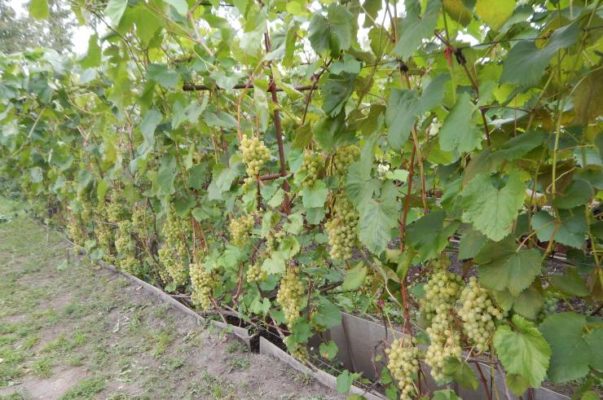 Северная красавица: выращивание морозостойкого винограда в саду