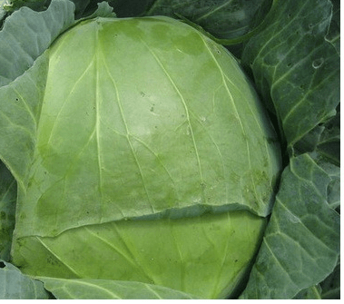 Лучшие виды белокочанной капусты для посева на ваших грядках: список с фото