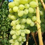 Виноград: обзор лучших сортов для разных регионов