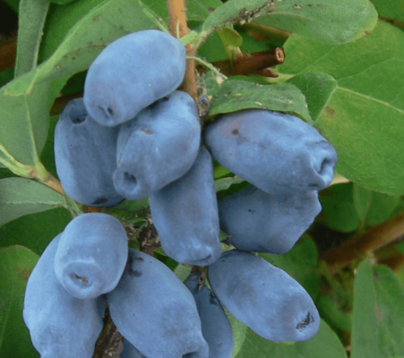 Жимолость Мальвина – урожайный сорт с нежными плодами