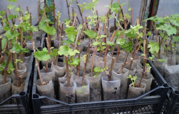 Выведение сорта винограда амур: описание и особенности выращивания