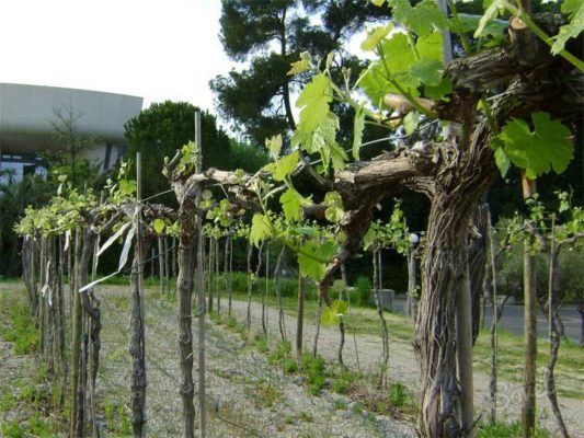 Основные инструкции и особенности обрезки винограда весной и осенью