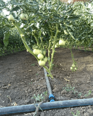 Все об успешном выращивании помидоров Bullheart: любимый сорт розовых помидоров