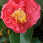 Камелия красавица – королева домашних цветов