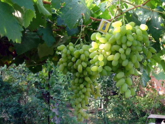 Виноград Дар Запорожью: характеристика сорта и рекомендации по выращиванию