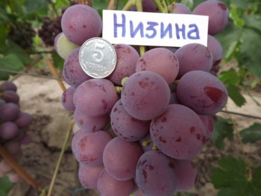 Долгожданный: сорт винограда, соответствующий своему названию