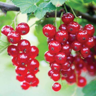 Красная смородина и ее крупноплодные сорта: описание, выращивание в различных регионах