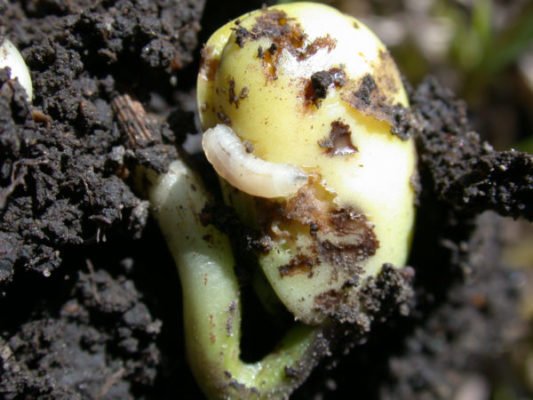 Растут ли арбузы в Подмосковье: особенности выращивания южных ягодников в необычных условиях