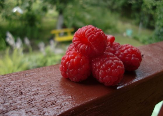 Малина Бриллиант – морозостойкий сорт с крупными ягодами