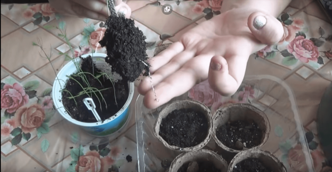 Спаржа: как вырастить экзотический овощ