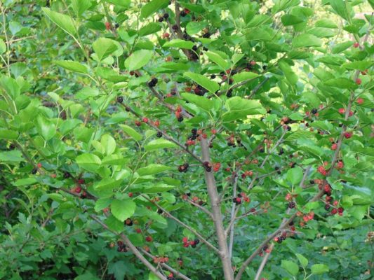 Выращивание тутового шелковичного дерева: методы культивирования, уход за растением и популярные разновидности