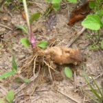 Топинамбур или земляная груша: изобильный и полезный урожай без затрат