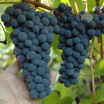 Подбор сортов винограда для выращивания в Краснодарском крае