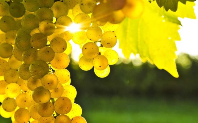 Подбор видов винограда для выращивания в Краснодарском крае