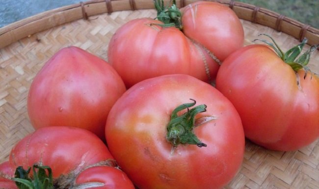 Как успешно вырастить традиционный розовый гигантский томатный салат