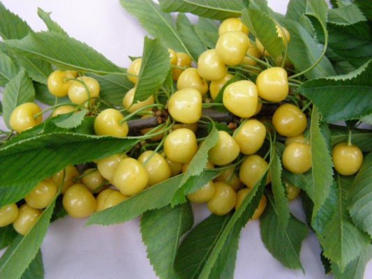 Вишня Чермашная: очень ранний сорт с желтыми плодами