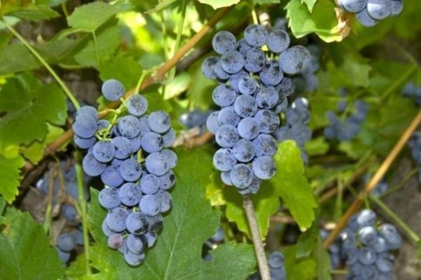 Приключения Лидии: история и описание самого популярного в народе сорта винограда