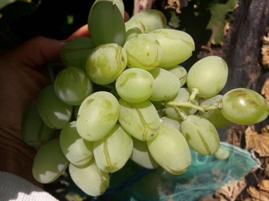 Виноград Дар Запорожью: характеристика сорта и рекомендации по выращиванию