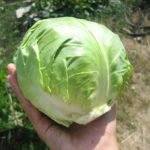 Ранняя белокочанная капуста: лучшие сорта и уход за урожаем