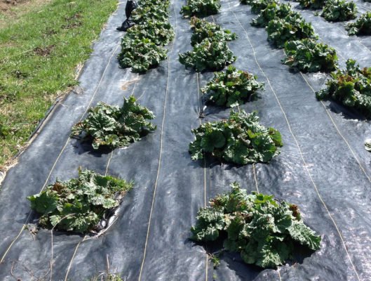 Советы для успешного выращивания арбузов в Республике Беларусь