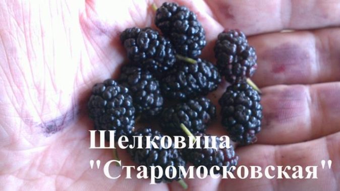Шелковица в средней полосе России: тонкости выращивания и лучшие сорта