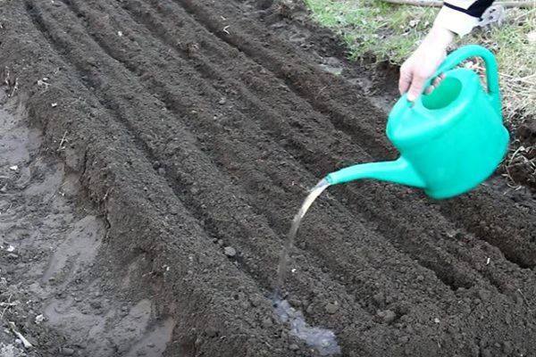 Выращиваем ароматные специи: посадка кориандра в открытом грунте и дома