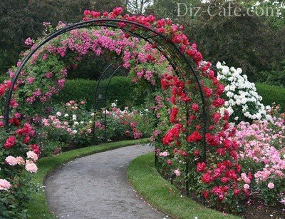 Посадка и уход за садовыми розами: на заметку начинающим цветоводам