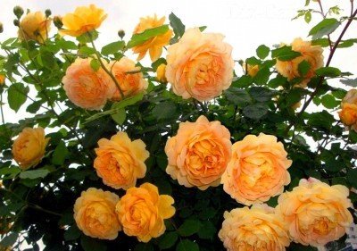 Выращивание роз в Сибири: выбираем зимостойкие сорта + правила посадки и ухода