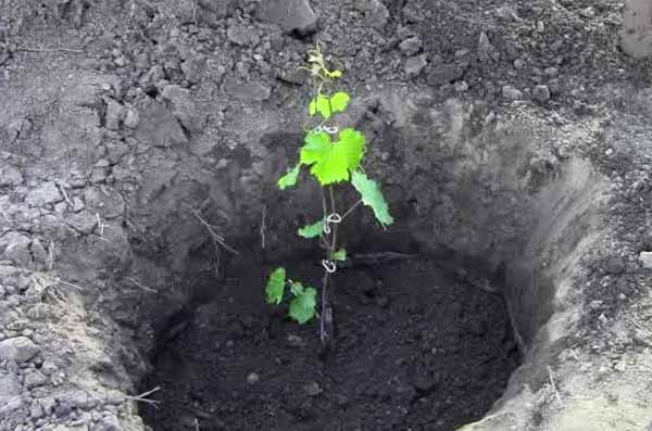 Виноград Богатяновский: характеристика сорта и особенности выращивания