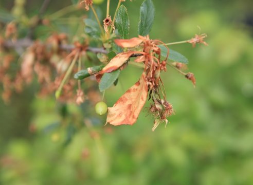 Болезни и вредители вишни: меры профилактики и методы борьбы