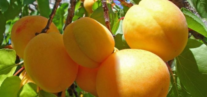 Десертный сорт абрикоса: особенности посадки и ухода