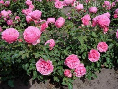 Выращивание роз в Сибири: выбираем зимостойкие сорта + правила посадки и ухода