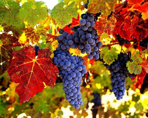 Выведение сорта винограда амур: описание и особенности выращивания