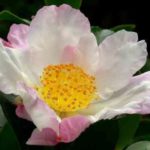 Камелия красавица – королева домашних цветов