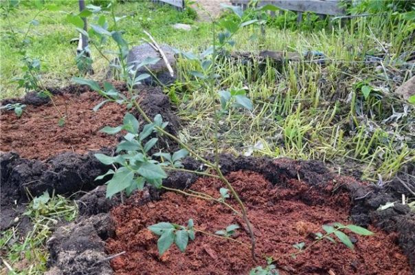 Голубика Голубика: выращивание раннеспелого сорта в саду