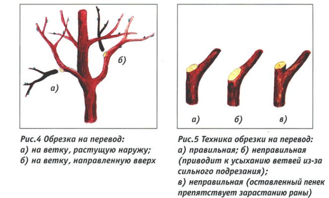 Подрезка вишни: основные правила и особенности обработки различных видов