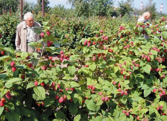 Сорт малины Киржач: описание сорта и рекомендации по выращиванию