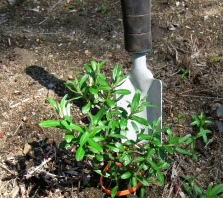 Облепиха в саду: секреты выращивания и размножения