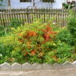 Хеномелес или айва японская – восточная гостья в вашем саду