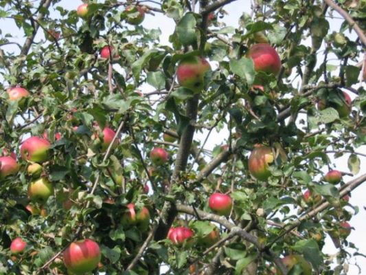 Сорт яблок Уэлси, также известный как Обильный
